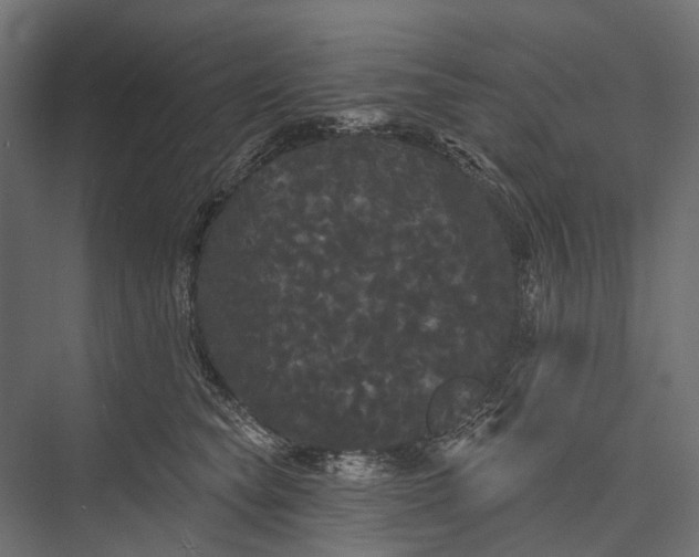 X0000076060565200610061539