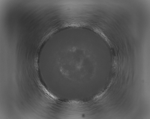 X0000076060585200610061538