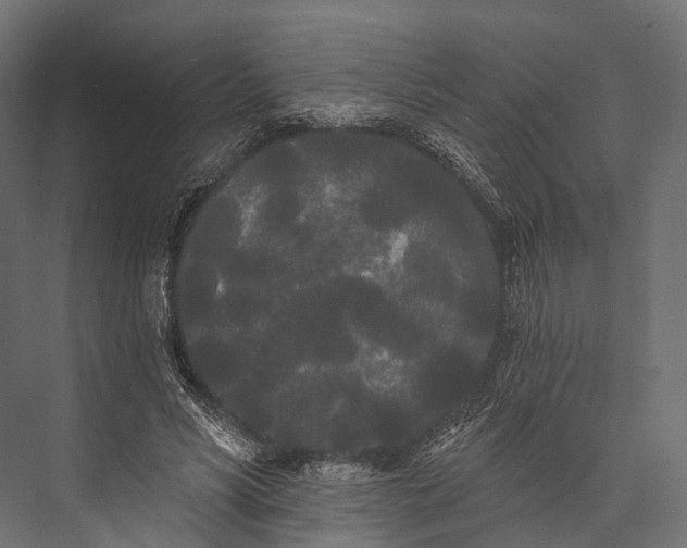 X0000076060590200610061538