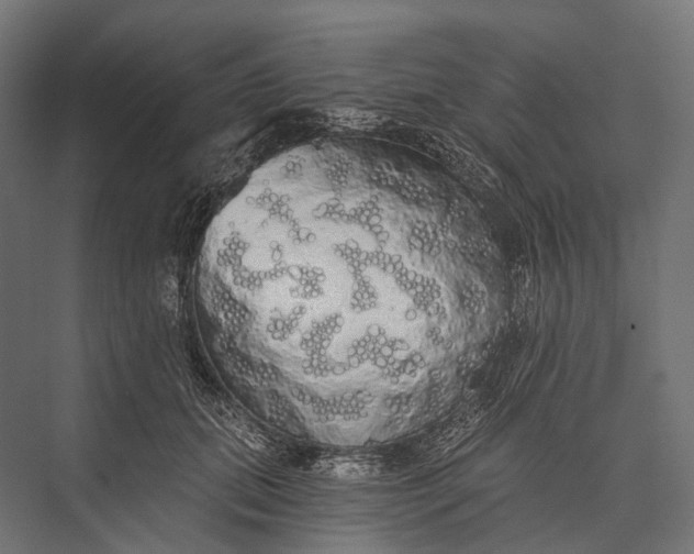 X0000076060655200610061537