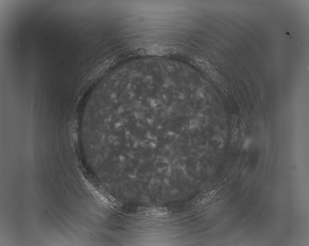 X0000076060683200610061537