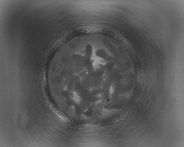 X0000076060733200610061535