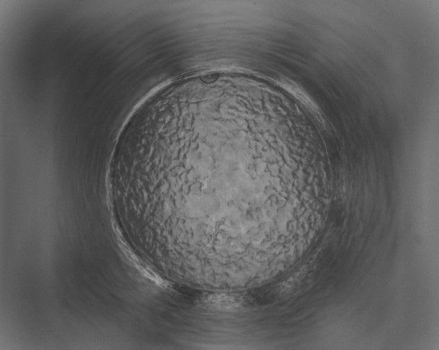 X0000076060806200610061535