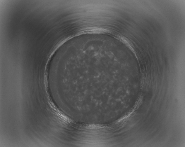 X0000076060835200610061534