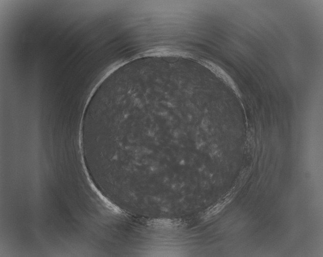 X0000076060855200610061534