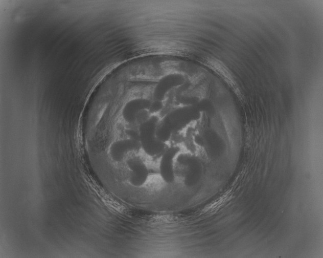 X0000076060883200610061533