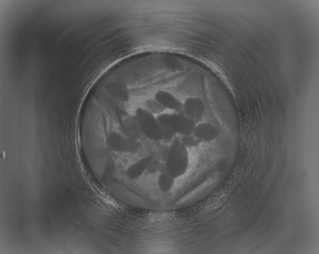 X0000076060887200610061533