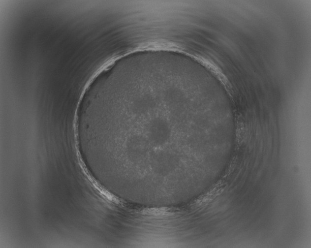 X0000076060990200610061531