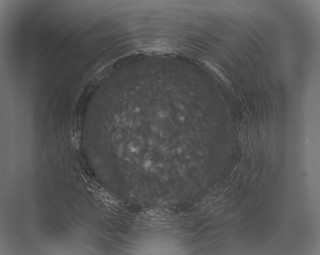 X0000076061015200610061530