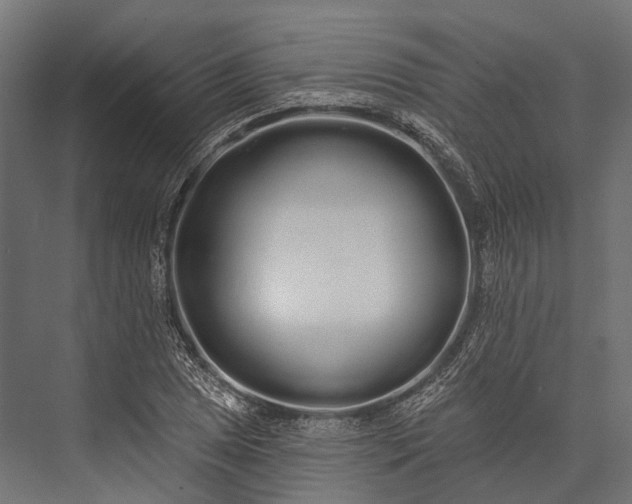 X0000076061025200610061531