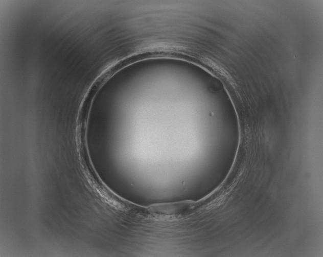 X0000076061029200610061531