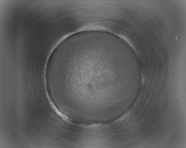 X0000076061038200610061531