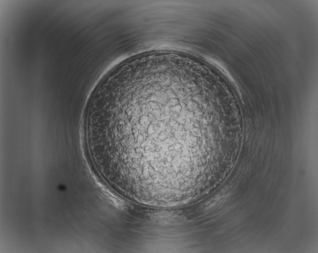 X0000076061048200610061531