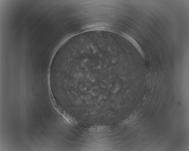 X0000076061051200610061531