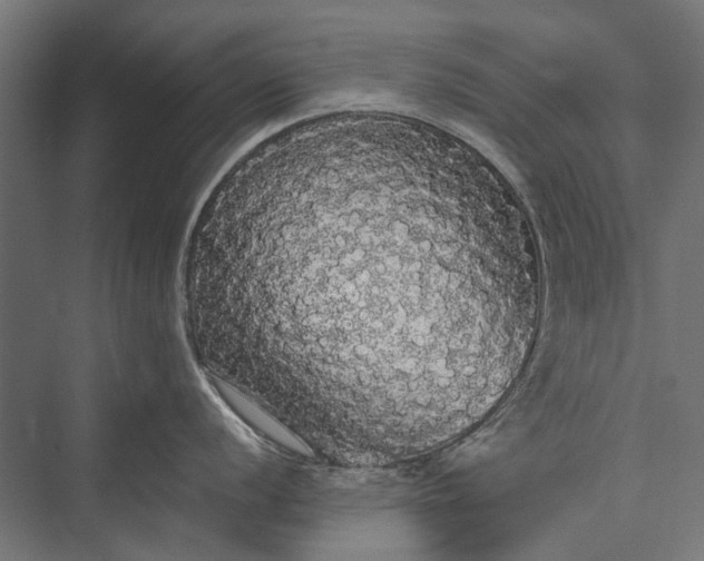 X0000076061056200610061531