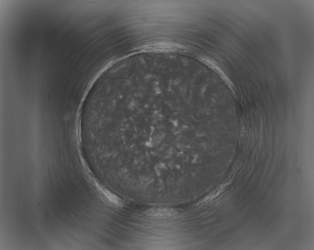 X0000076061083200610061530