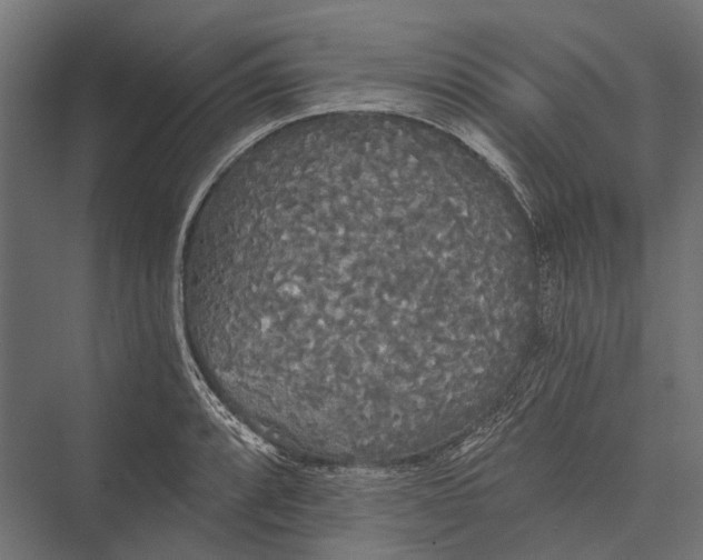 X0000076061088200610061530