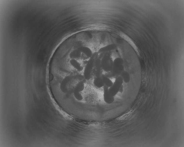 X0000076061099200610061530