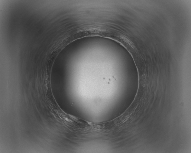 X0000076061111200610061529