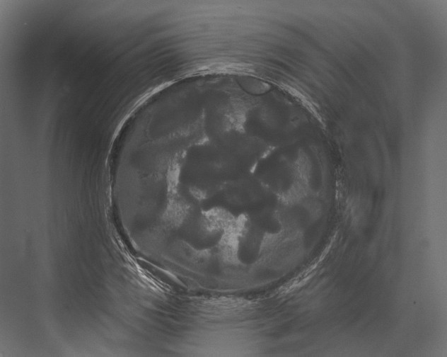 X0000076061117200610061529