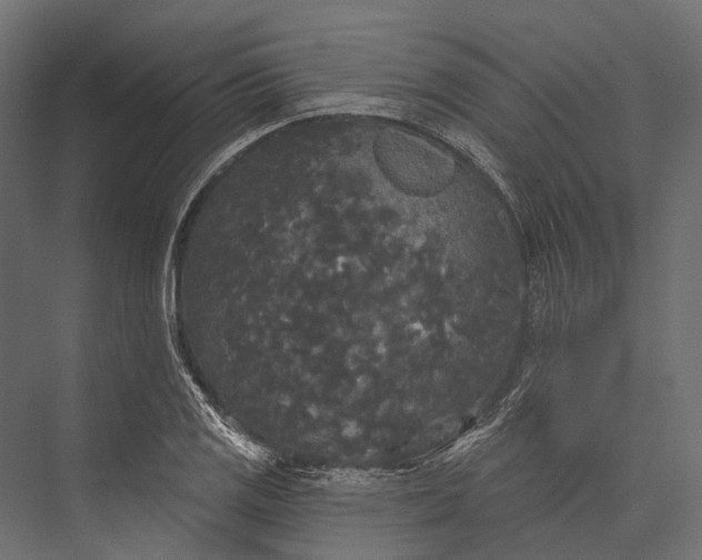 X0000076061125200610061529