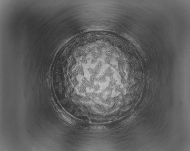 X0000076061129200610061529