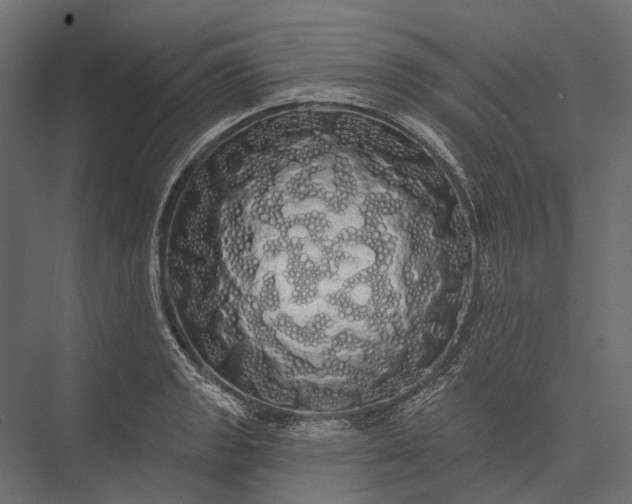 X0000076061133200610061529