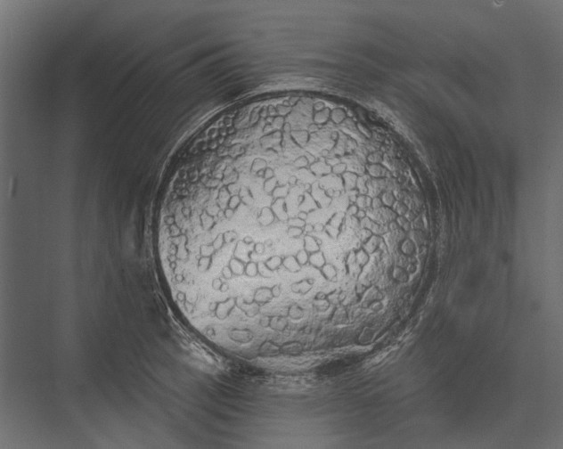 X0000076061137200610061529