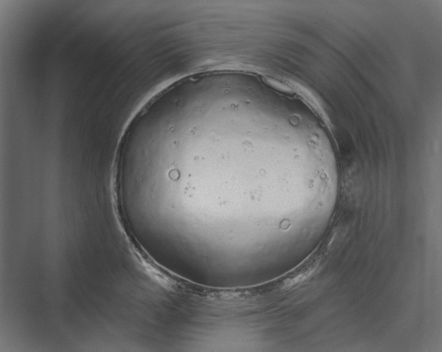 X0000076061149200610061529