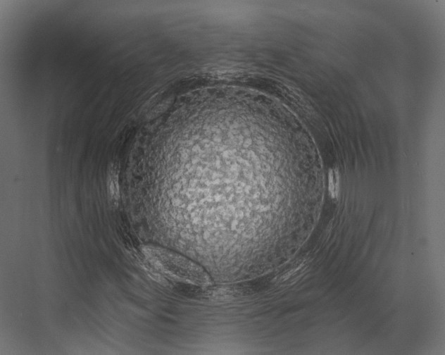 X0000076061155200610061529