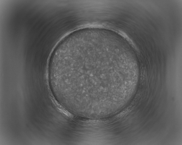 X0000076061232200610061528