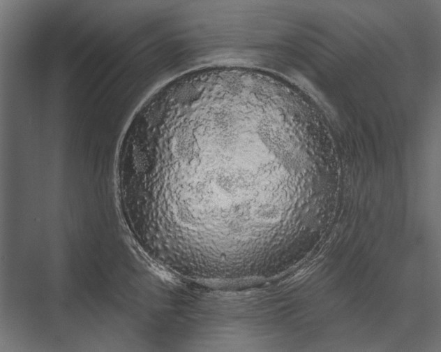 X0000076061240200610061528