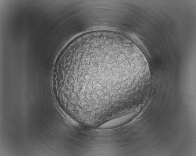 X0000076061244200610061528