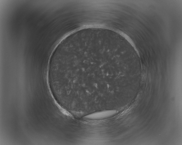 X0000076061245200610061528