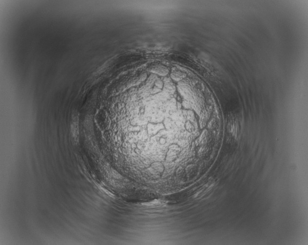 X0000076061252200610061527