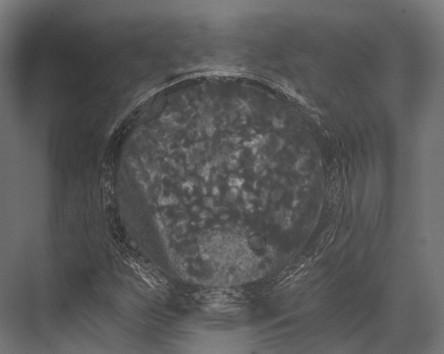 X0000076061255200610061527