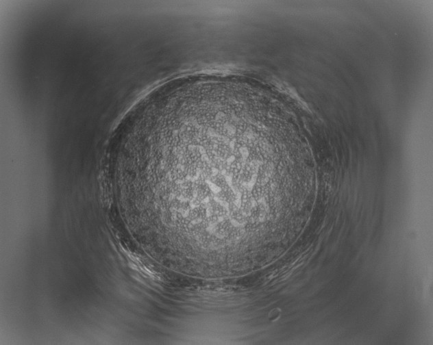 X0000076061256200610061527