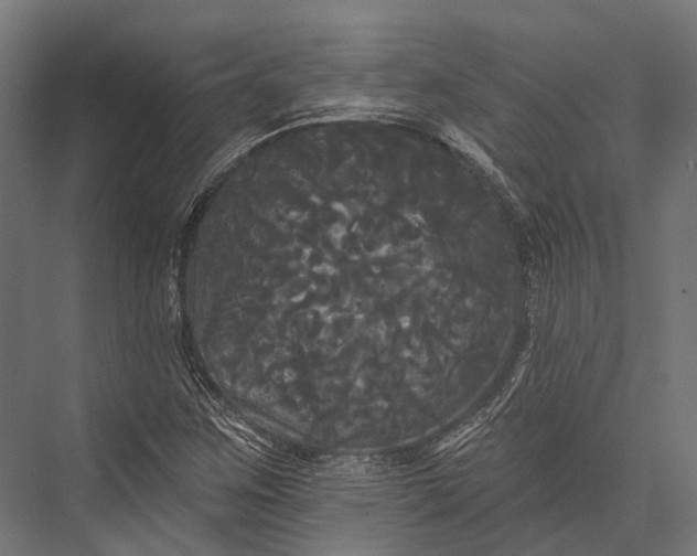 X0000076061259200610061527