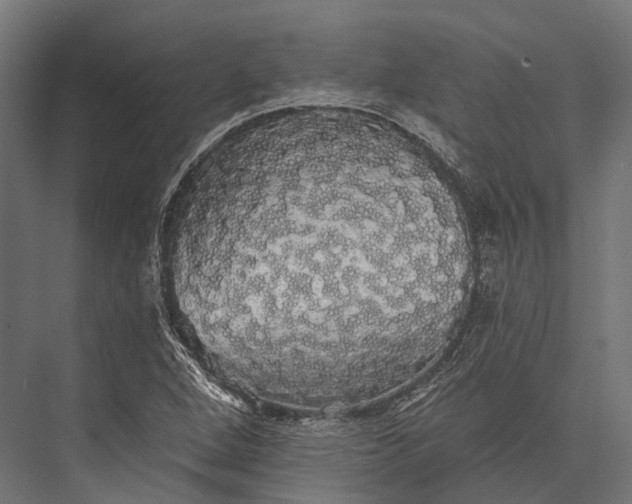 X0000076061264200610061527