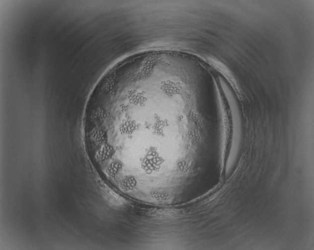 X0000076061288200610061526