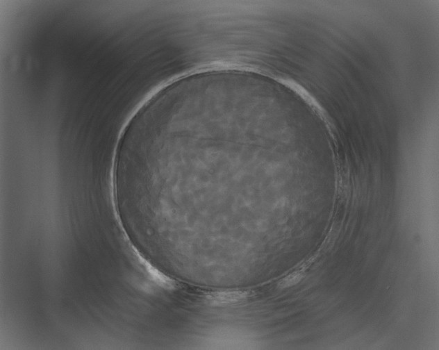 X0000076061294200610061526