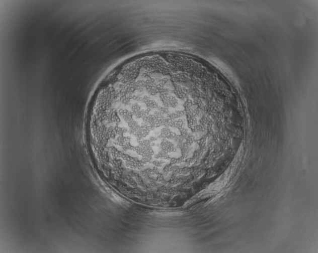 X0000076061296200610061526