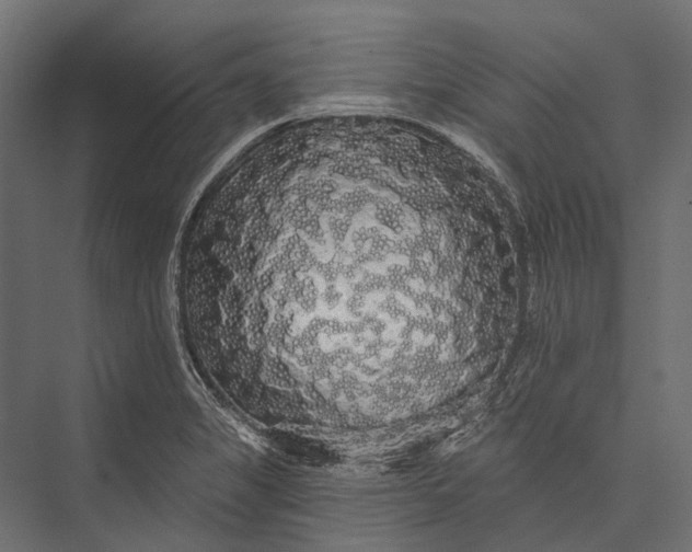 X0000076061325200610061526