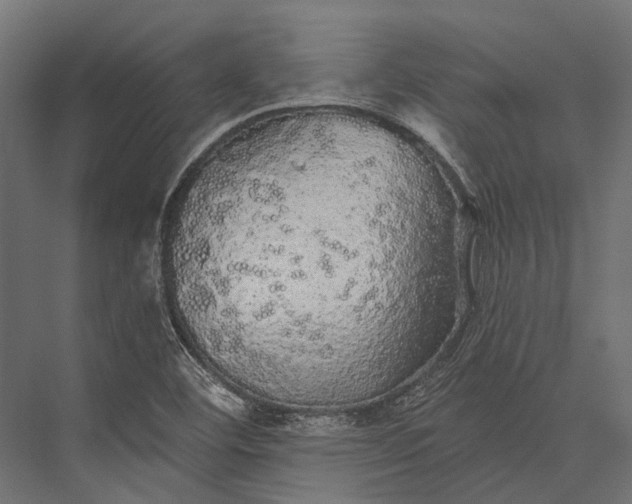 X0000076061460200610061523