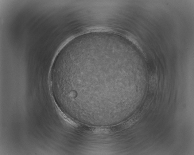 X0000076061466200610061523