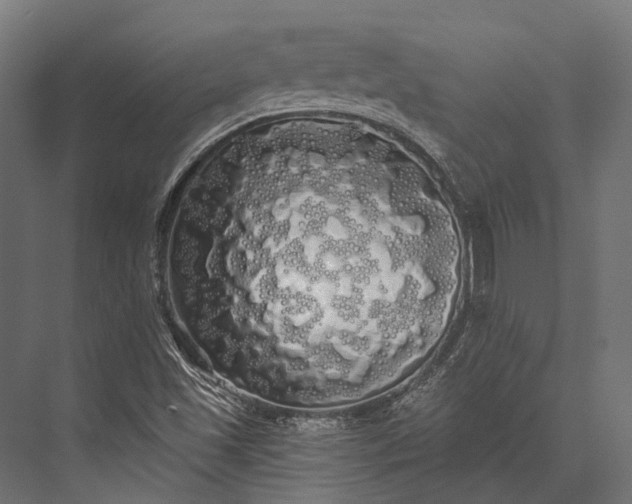 X0000076061501200610061522