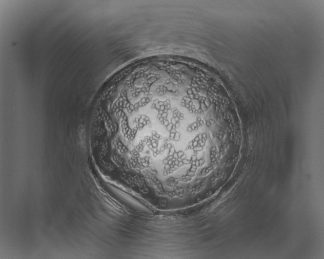 X0000076061505200610061522