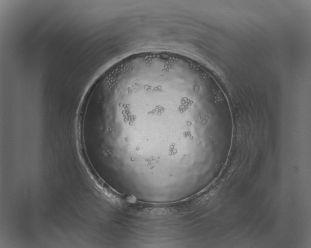 X0000076061517200610061523