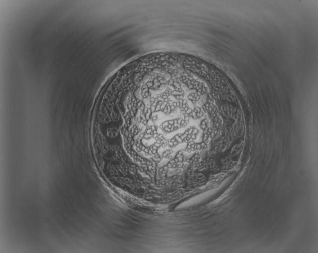 X0000076061529200610061523