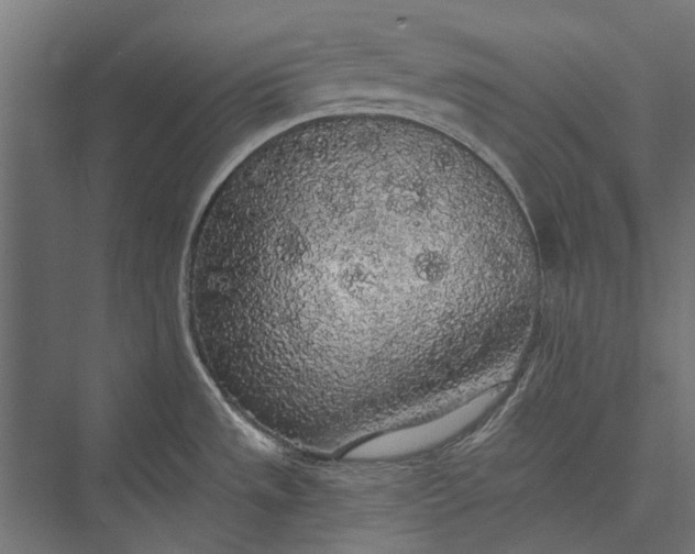 X0000076061533200610061523